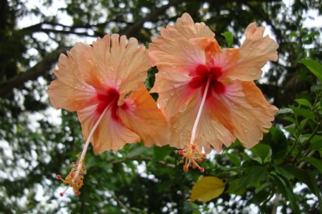 Wunderschöne Hibiskus-Blüten in Malaysia - Malaysia - 
