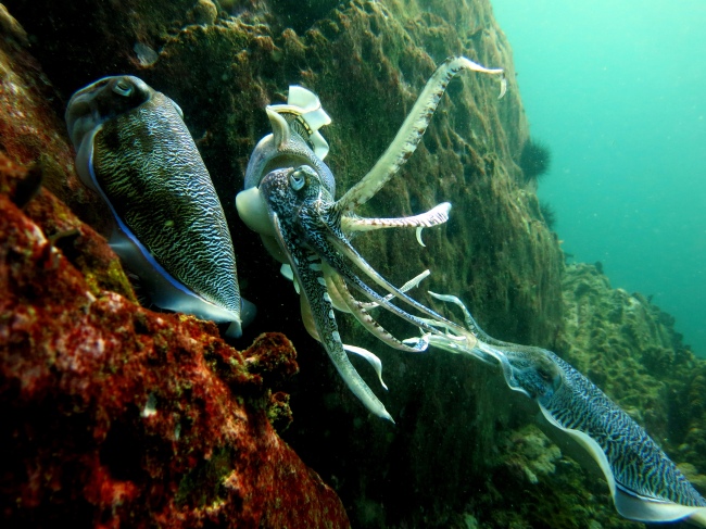Spektakuläre Meeresbewohner - Thailand - 