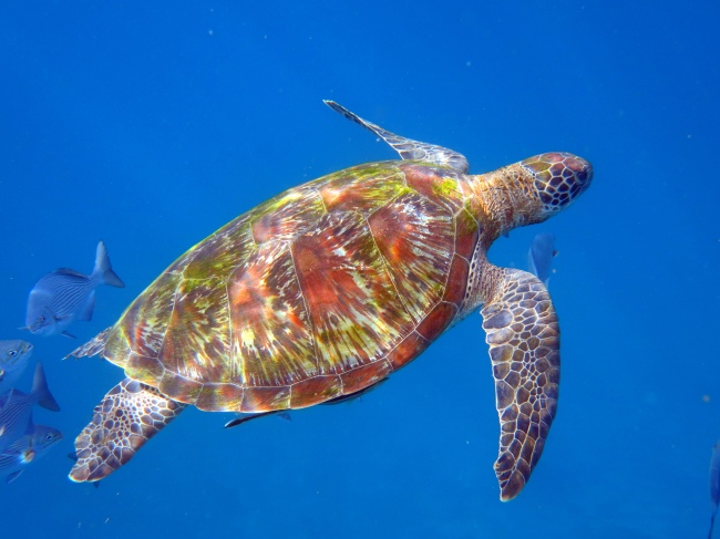 Meeresschildkröte - Thailand - 