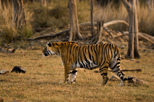 Ein Tiger im Ranthambore National Park - Indien - 