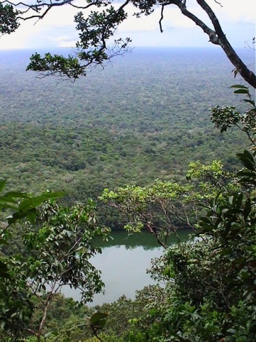 Amazonas Regenwald - Brasilien - 
