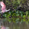 Rosa Löffler im Pantanal