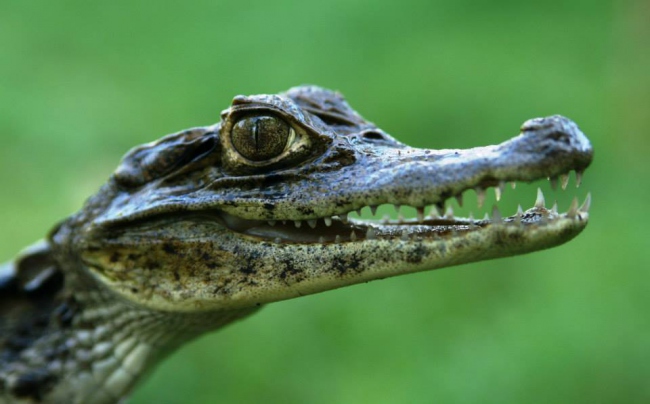 Baby-Krokodil - Costa Rica - 
