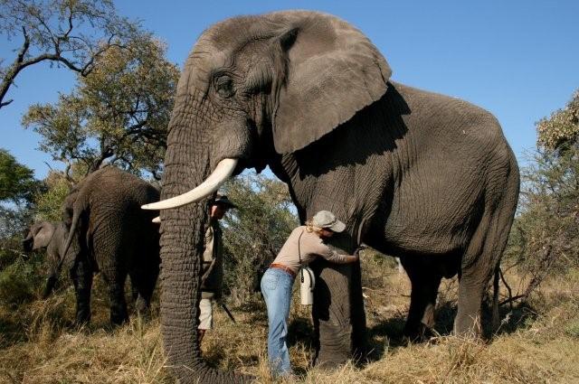 Elefanten-Liebe - Botswana - 