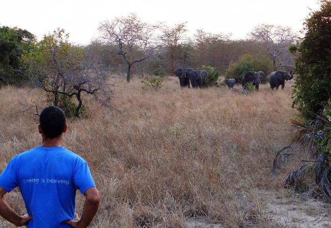 Elefanten im Saadani National Park - wir gehen mit Euch auf Safari - Tansania - 