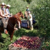 Apfelernte in der Nähe von Urubici