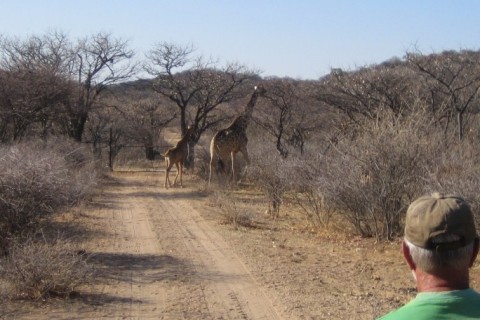 Unsere Giraffen - Namibia - 