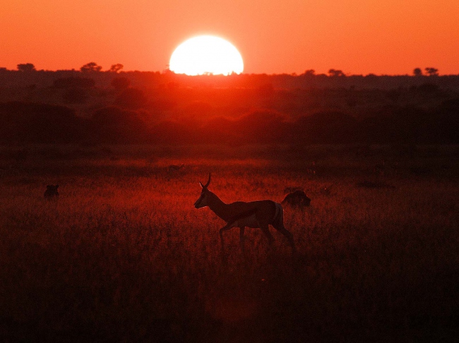 Die Sonnenuntergänge in Afrika sind unvergleichlich! - Botswana - 