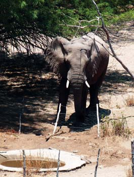 Auch ein Wüstenelefant kommt ab und zu vorbei - Namibia - 