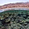 Eines der Korallenriffe in Dahab