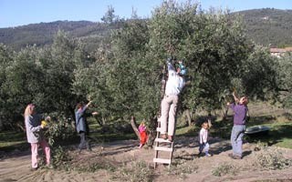 Olivenernte - Italien - 