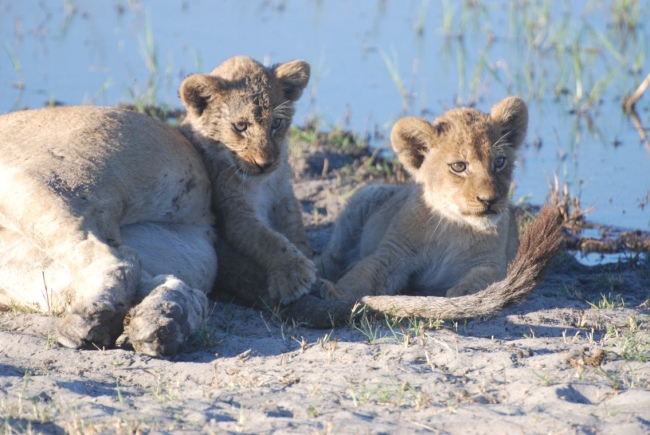 Löwenbabys - Botswana - 