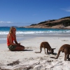 Kangaroos am Lucky Bay in Esperance