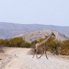 Giraffe kreuzt die Strecke (nahe Kunene)