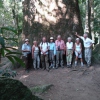 ca. 1000 Jahre alter Baum in der Nähe der Eco Lodge Itororó