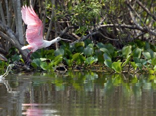 Rosa Löffler im Pantanal - Brasilien - 