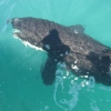  Orcas in der Bay of Islands
