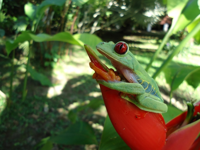 In unserem tropischen Garten werden Sie so einige exotische Tiere entdecken - Costa Rica - 