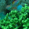 farbige Unterwasserwelt im Hausriff