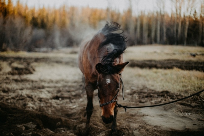 Erleben Sie entspannte Pferde - Kanada - 