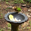 Braunkopfbartvogel am Futterplatz im Garten der Villa