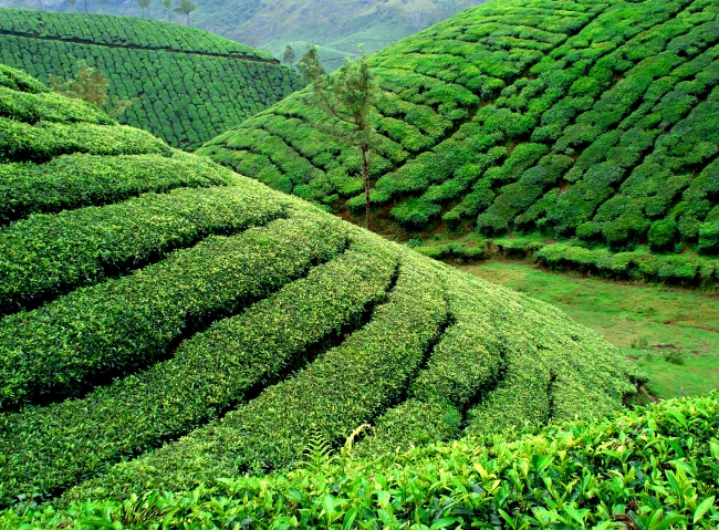 Tee-Plantagen in Munnar - Indien - 