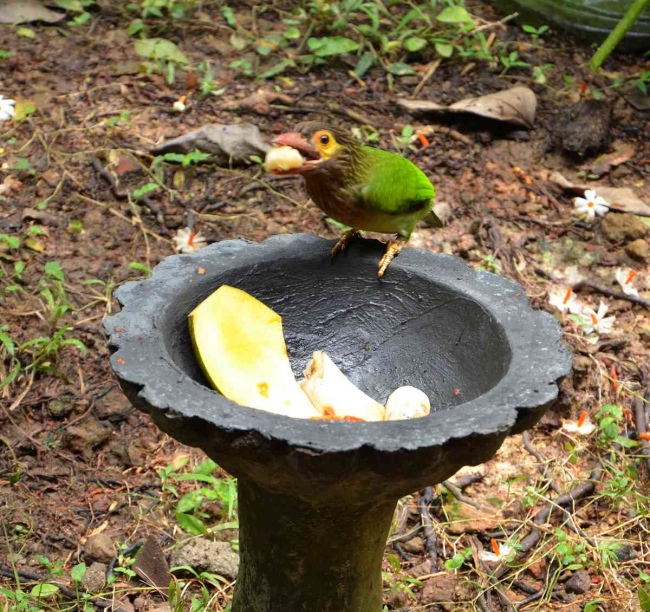 Braunkopfbartvogel am Futterplatz im Garten der Villa - Sri Lanka - 