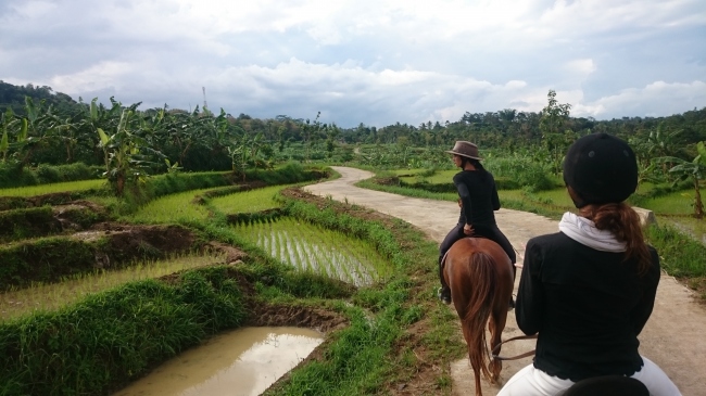 Reiten auf Java - ein unvergessliches Erlebnis! - Indonesien - 