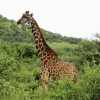 Rothschild Giraffe - Lake Nakuru