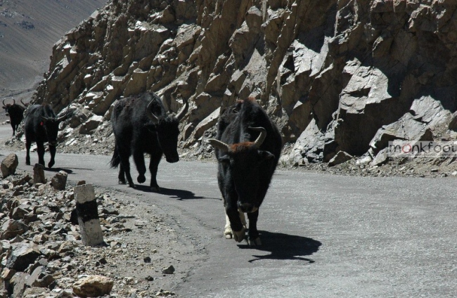 Yaks in den Bergregionen - Indien - 