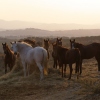 Pferde mit Sozialleben und Freiheit