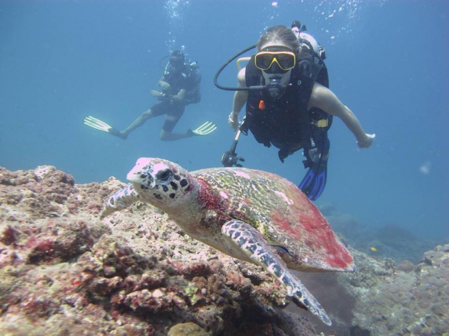 Riesenschildkröten hautnah erleben - Thailand - 