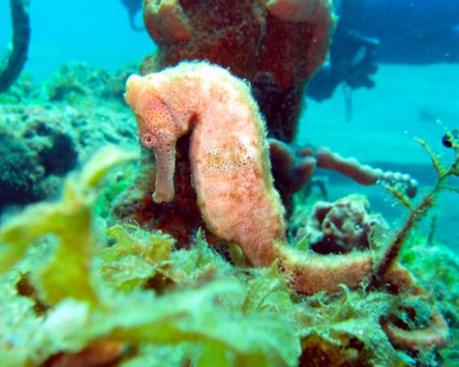 Faszinierende Unterwasserwelt - Dominica - 