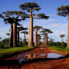 Die typischen Affenbrotbäume Baobabs (lat. Adansonia) im Hochland bei Abendlicht