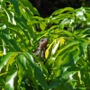 Iguana im Mangobaum
