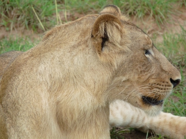 Löwe im Queen Elizabeth Nationalpark - Uganda - 