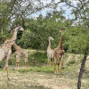 Giraffen und mehr