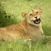 Löwin auf Safari in Samburu