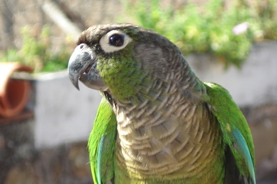 Im Wildreservat um das Hotel lassen sich unzählige Vogelarten beobachten - Bolivien - 
