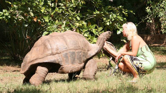 Aldabra-Riesenschildkröten im Garten - Kenia - 