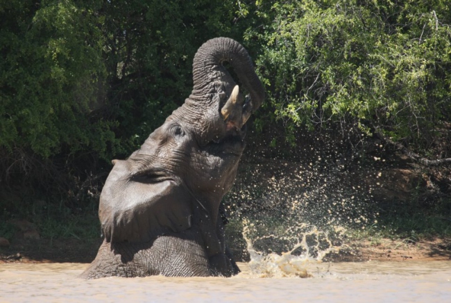 Manchmal können wir sogar Elefanten beim Baden zuschauen  - Namibia - 