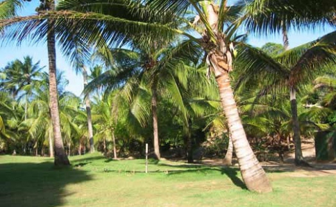 Bed and Breakfast im Palmengarten in Imbassai, Bahia