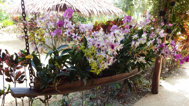 Orchideen in unserem 7000 qm großen Gartenparadies. - Thailand - 