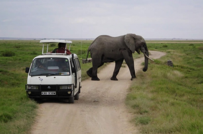 Hautnah Elefanten erleben im Amboseli Nationalpark - Kenia - 