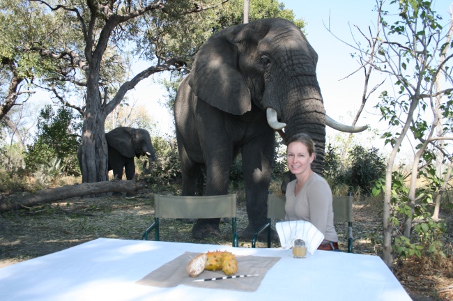Elefanten auf Tuchfühlung - Botswana - 