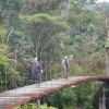 Unterwegs über Hängebrücken im Regenwald