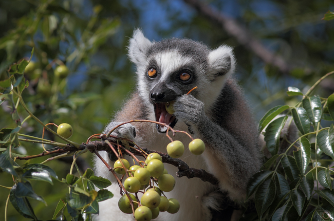 Einer der vielen Lemuren die man hier fast täglich sieht. - Madagaskar - 