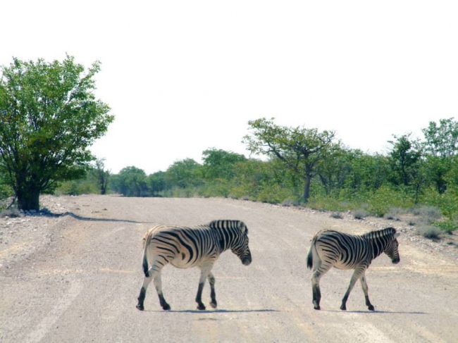 Zebras im Etosha Nationalpark - Namibia - 