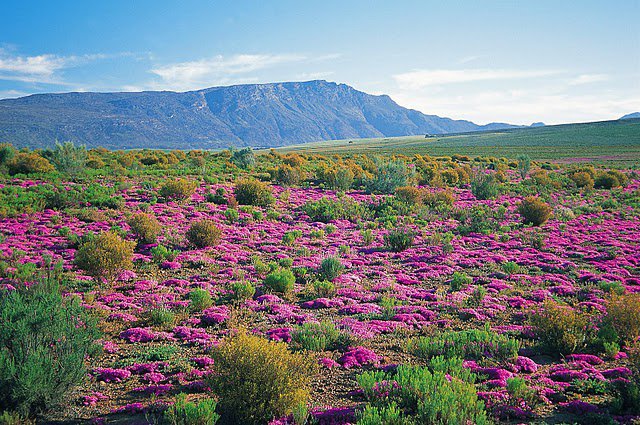 Wildblumenblüte im August - Südafrika - 