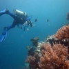 Willkommen in der herrlichen Unterwasserwelt von Sansibar!
